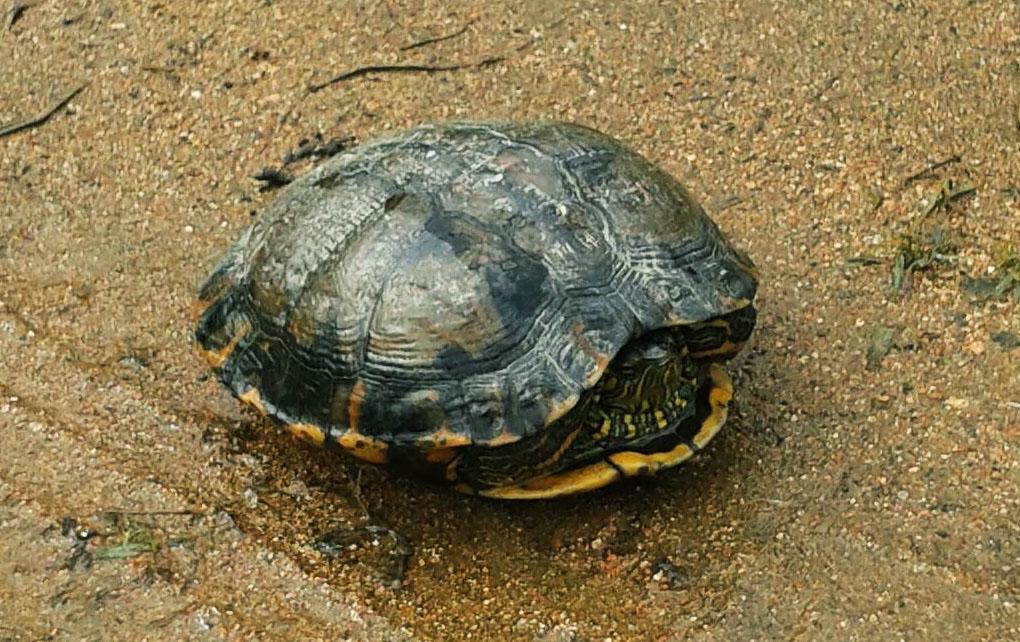 Pousada Signora Del Lago Sao Joao  Экстерьер фото